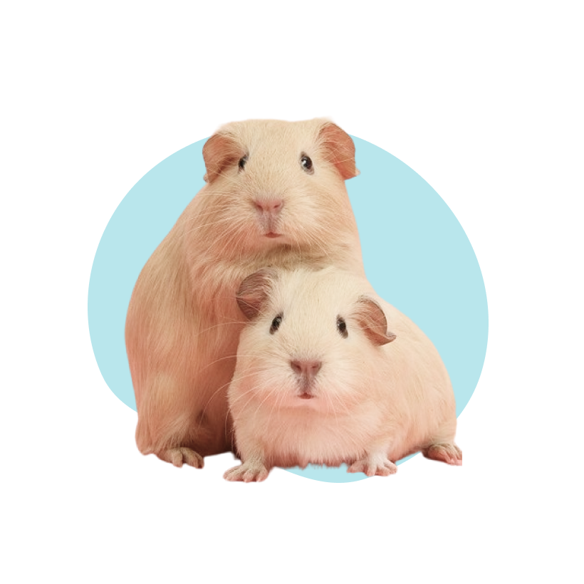 Small Pets