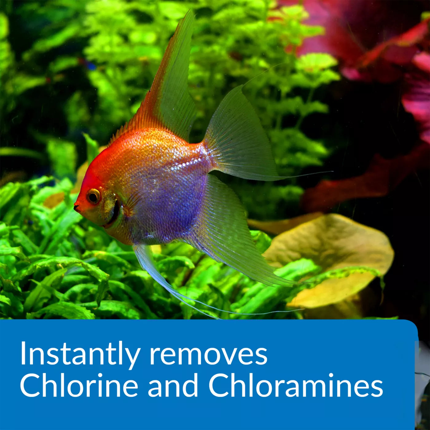 API Ammo Lock 8oz/237ml