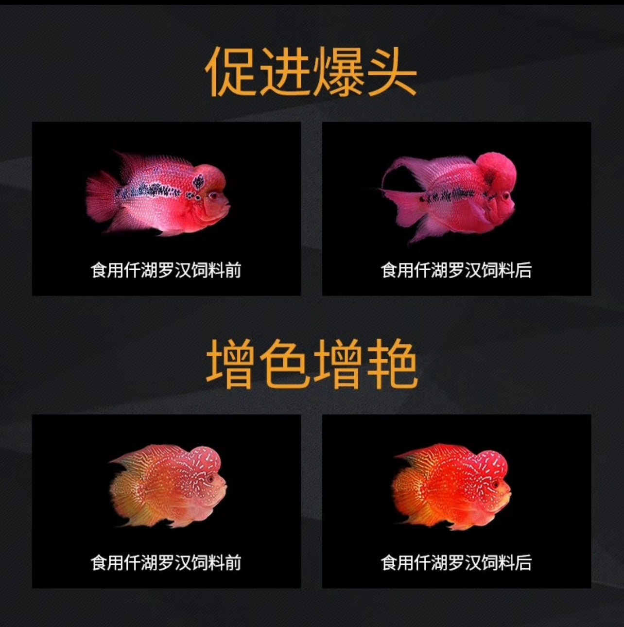 Qian Hu XO Ocean Free Tropical Fish Feeding Food- Humpy Head 430g/1.1L