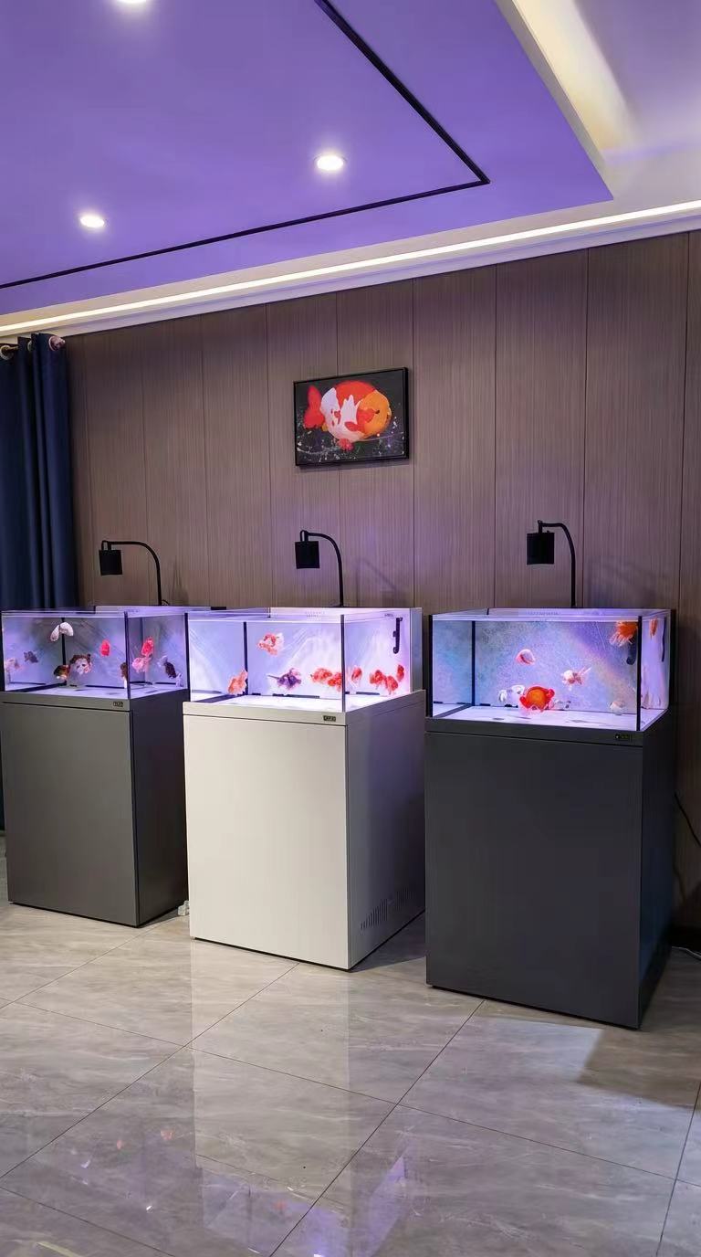 JingHaiWang Premium Ranchu Goldfish Aquarium Elegant White Design With Aluminum Stand