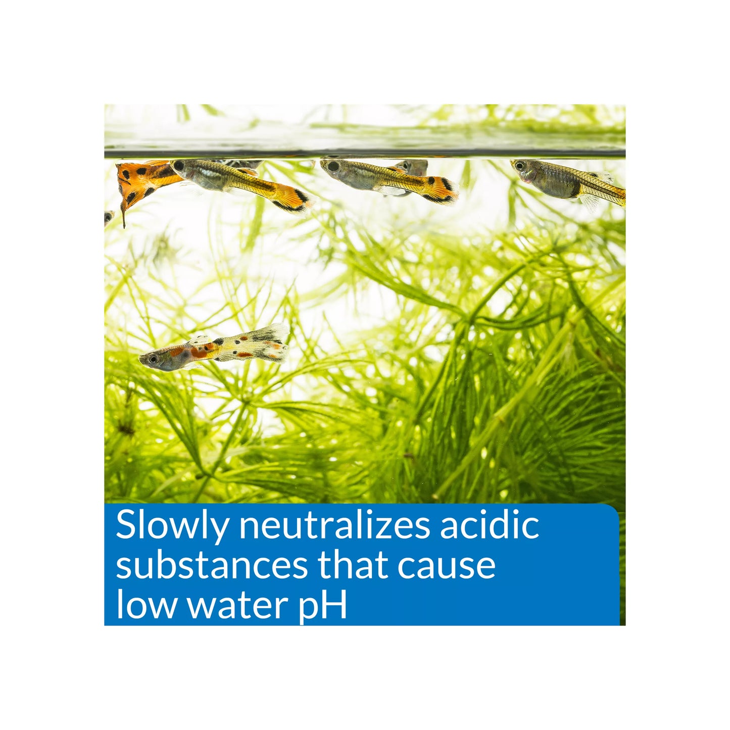 API® pH Up Adjuster Freshwater Aquarium Water Conditioner