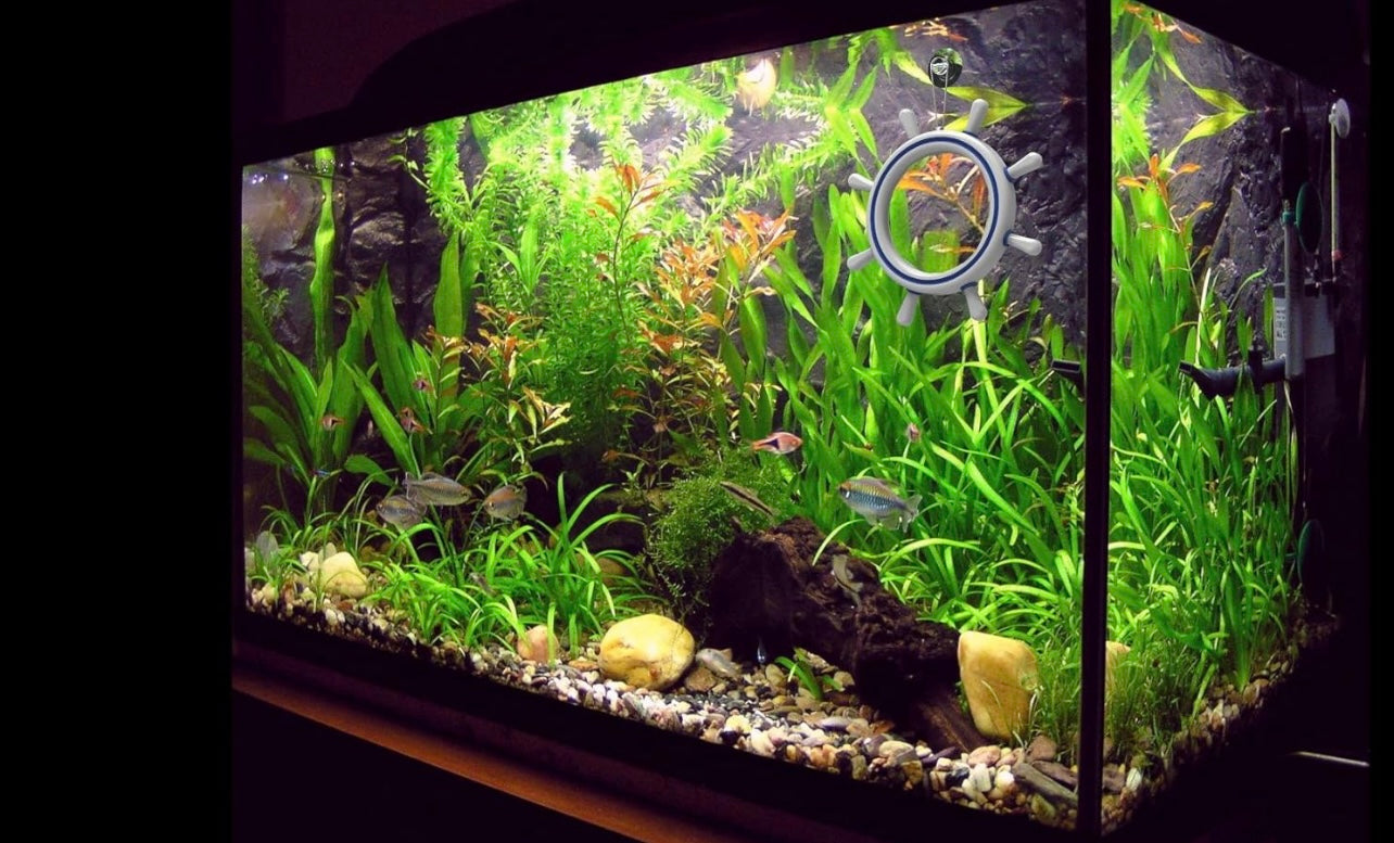 Captain Grill’s Look In Sea For Spectacular Viewing Experience