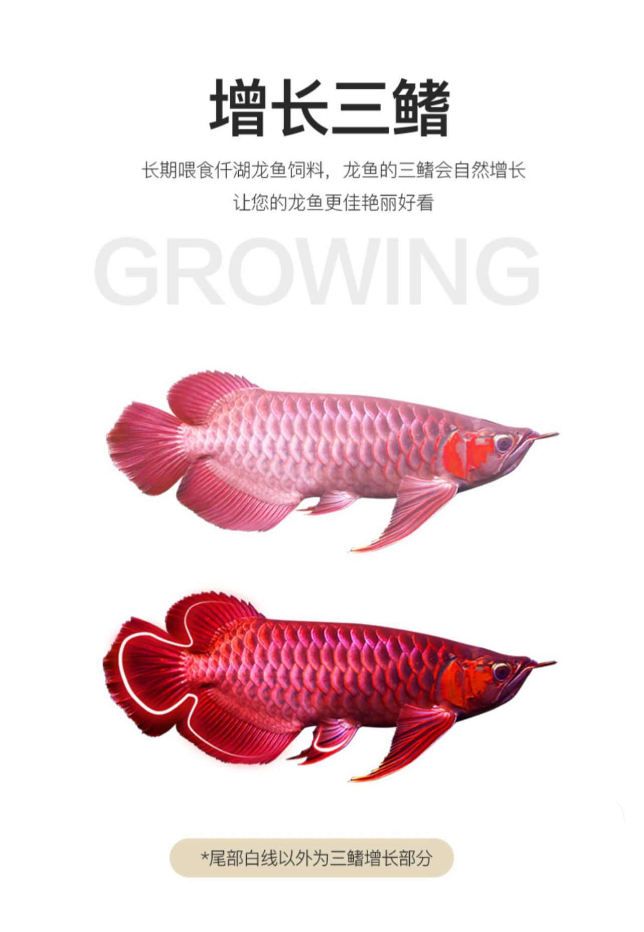 OF® Ocean Free Arowana Feed Aquarium Fish Food Granule Increase Color AR-G2