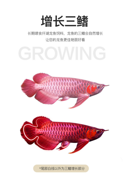 OF® Ocean Free Arowana Feed Aquarium Fish Food Granule Increase Color AR-G2