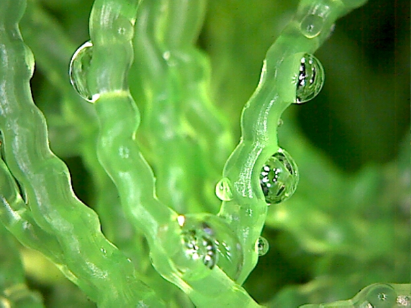 Mountain Tree Aquarium Spiral Filter Mat MTF303-2