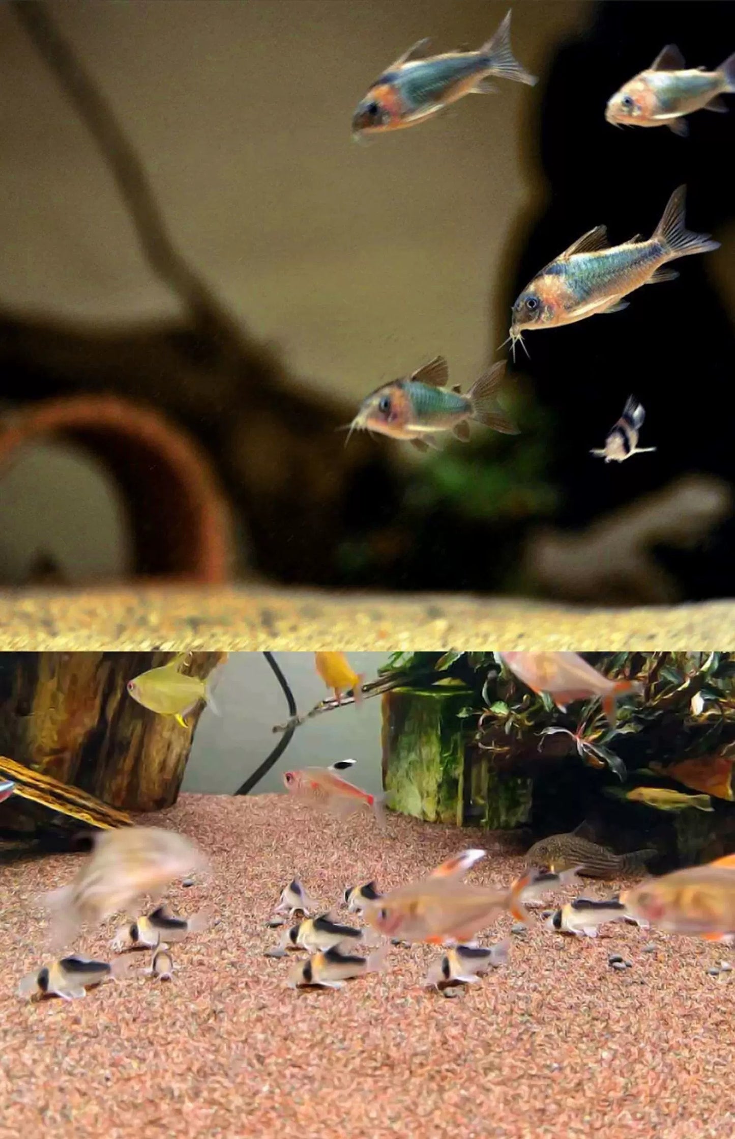 WANJIABABY Aquarium Seabed Natural Soft River Sand