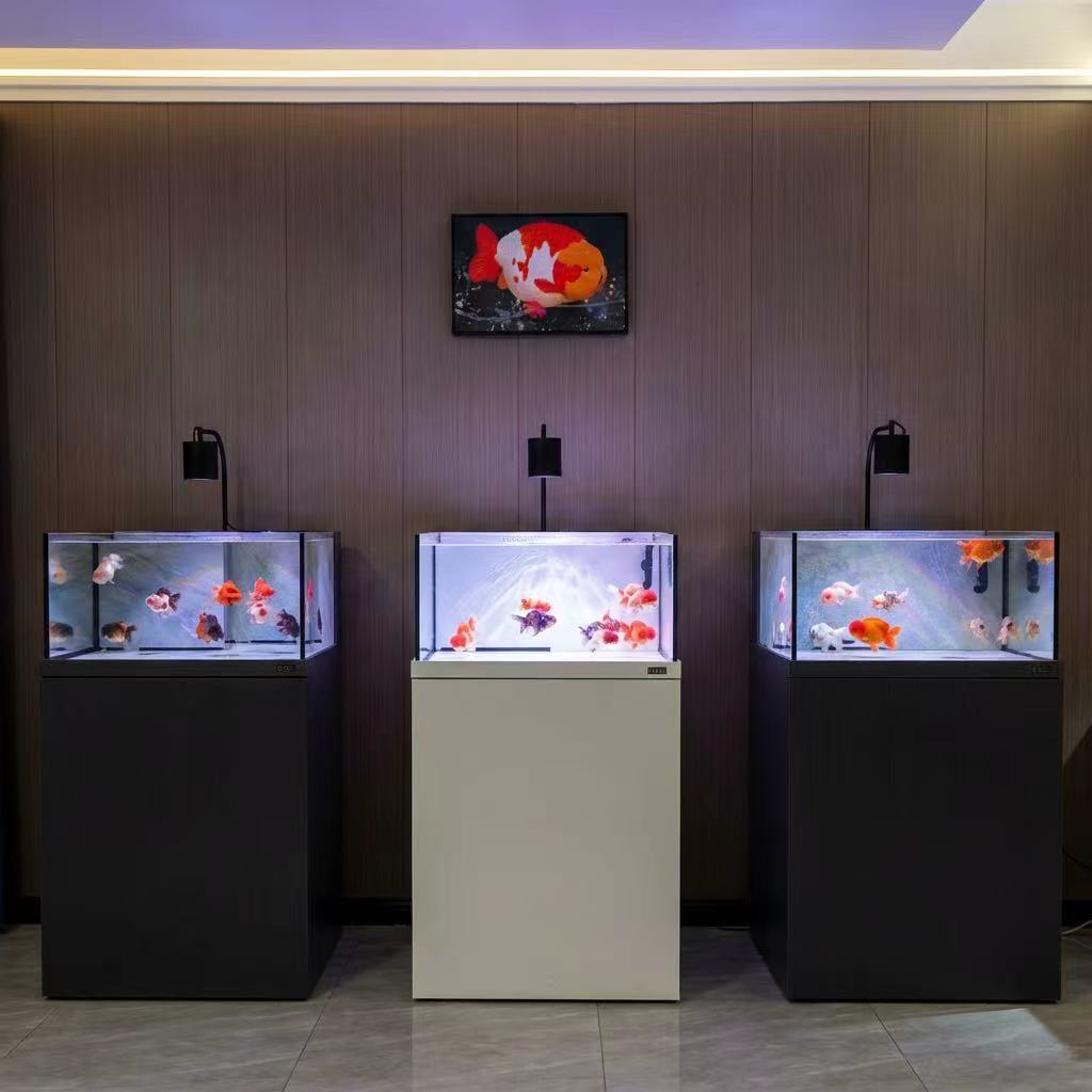 JingHaiWang Premium Ranchu Goldfish Aquarium Elegant White Design With Aluminum Stand