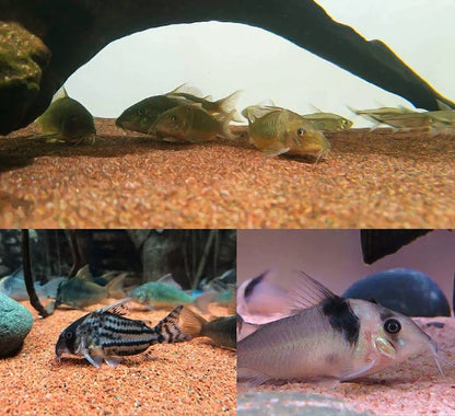 WANJIABABY Aquarium Seabed Natural Soft River Sand