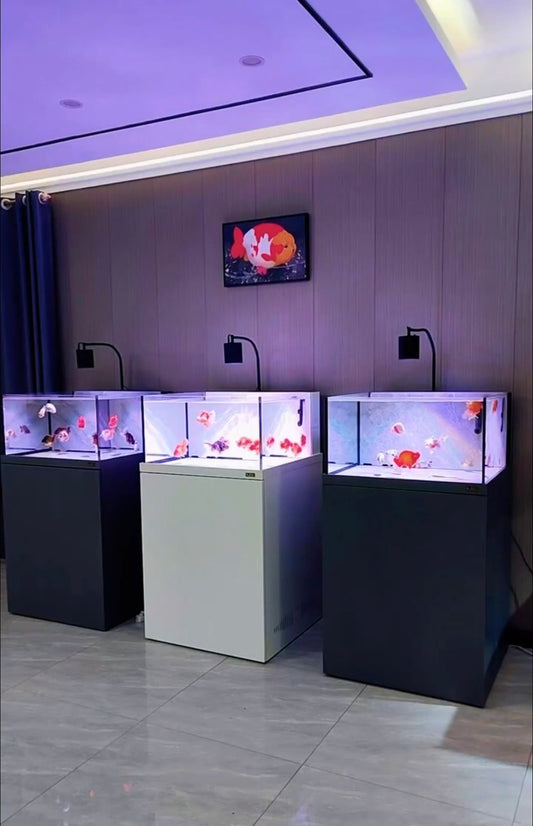 Jin Hai Wang Professional Ranchu Goldfish Aquarium Fish Tank With White Aluminum Alloy Stand