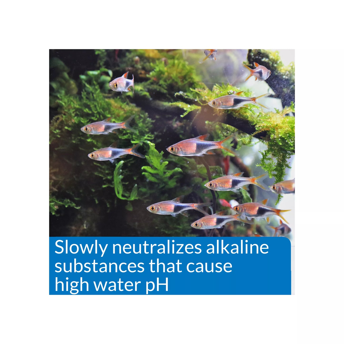 API® pH Down Adjuster Aquarium Water Conditioner