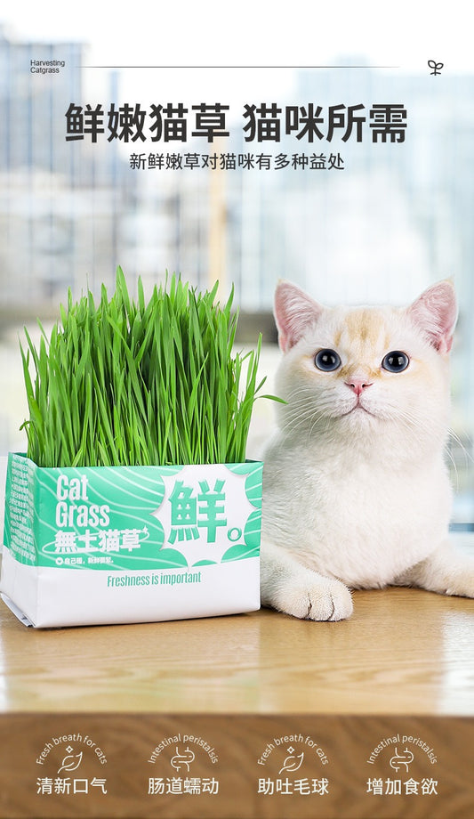 Cat Grass Hydroponics Magic Bag